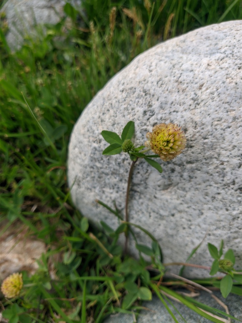 Trifolium badium subsp. rytidosemium photo 3
