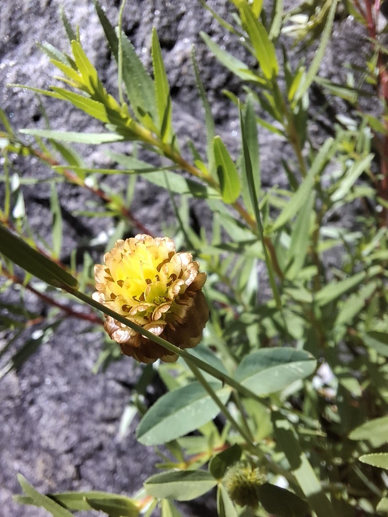 Trifolium badium subsp. rytidosemium photo 4
