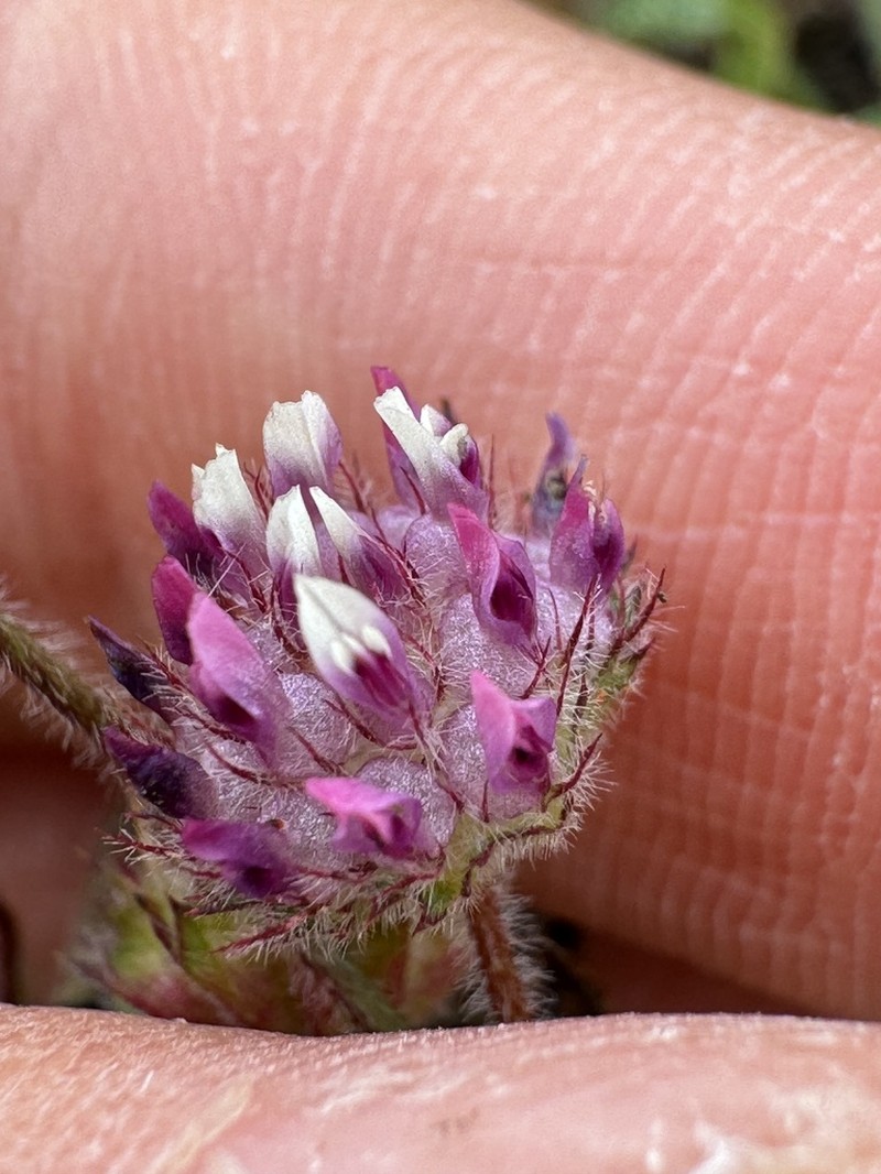 Bearded Clover