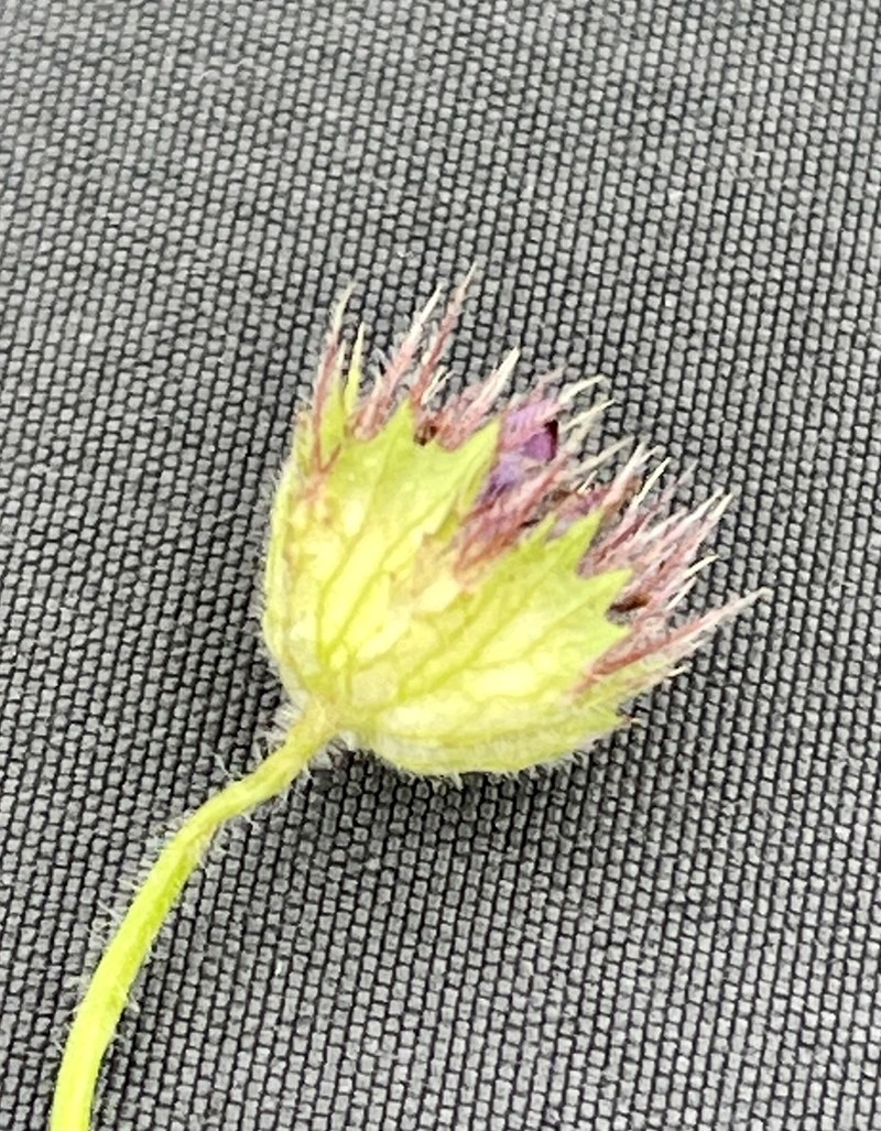 Bearded Clover photo 2