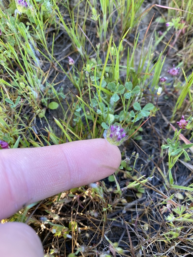 Bearded Clover photo 3