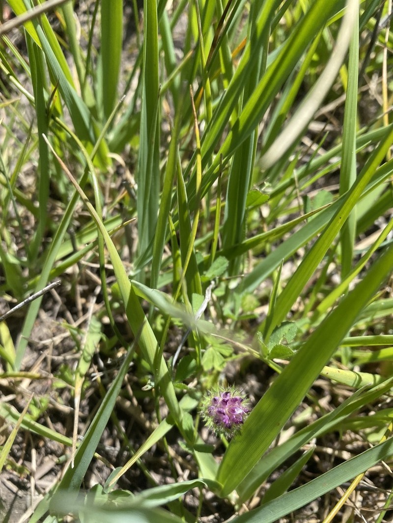 Bearded Clover photo 4