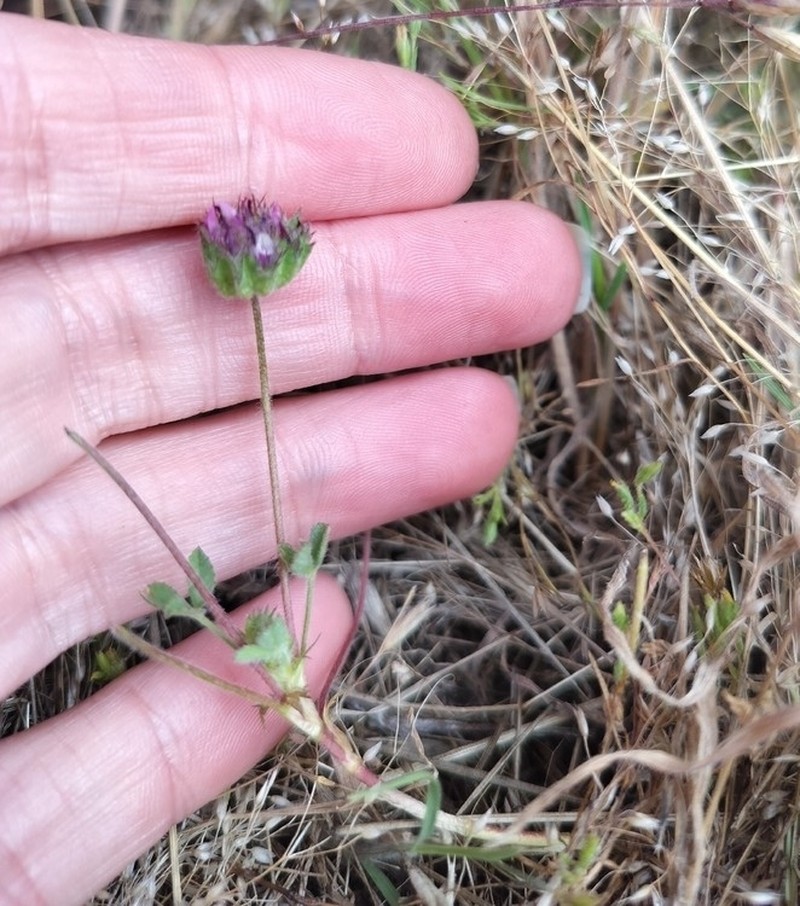 Bearded Clover photo 8