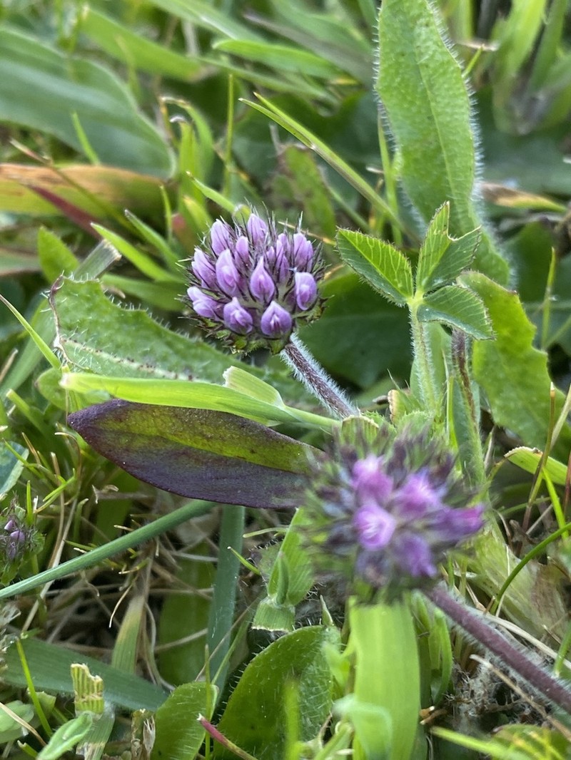 Dwarf Clover photo 5