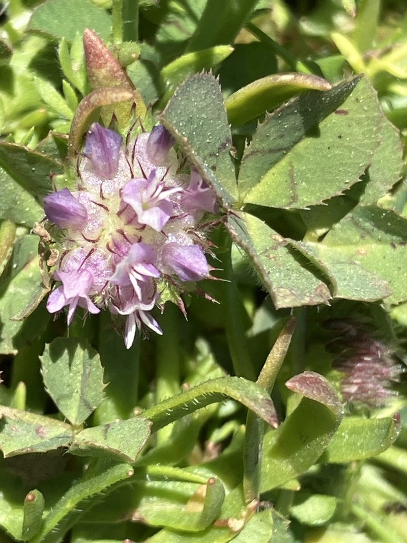 Dwarf Clover photo 6