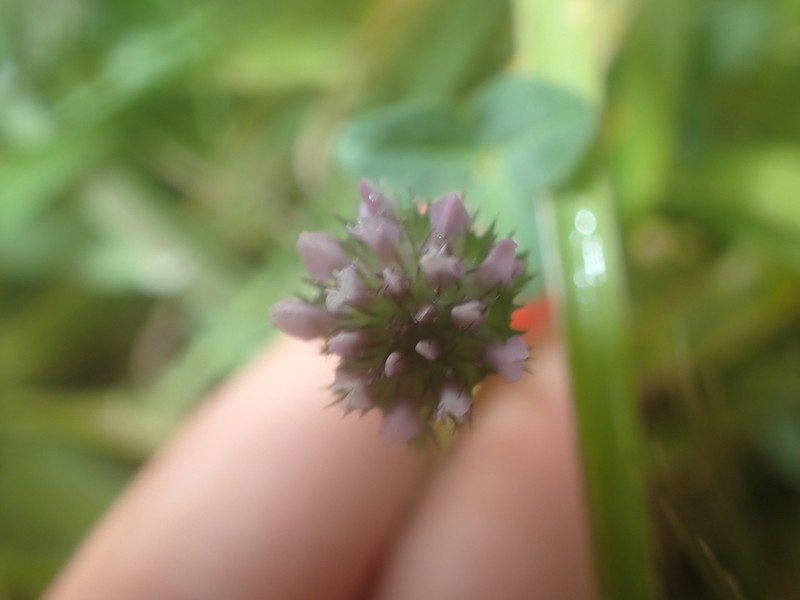 Dwarf Clover photo 7