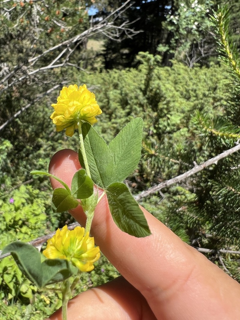 Trifolium barbulatum