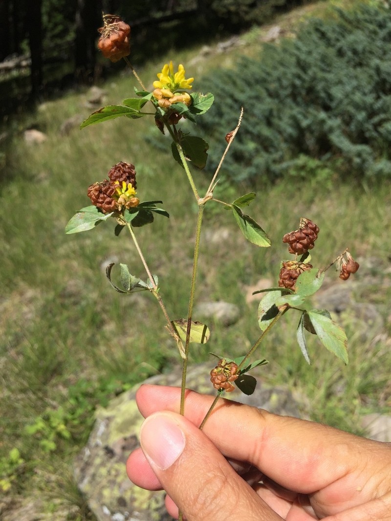 Trifolium barbulatum photo 2