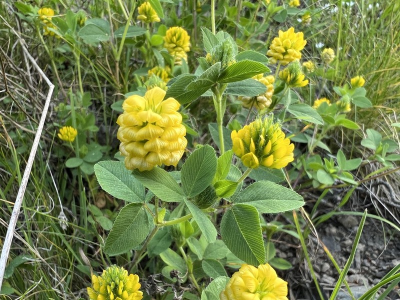 Trifolium barbulatum photo 3