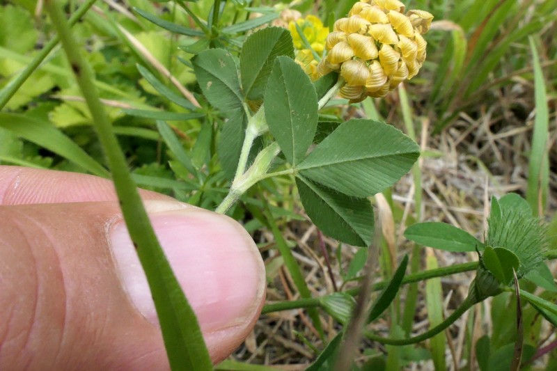 Trifolium barbulatum photo 4