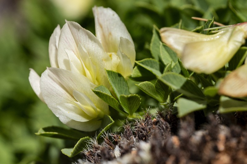 Barneby's Clover photo 2