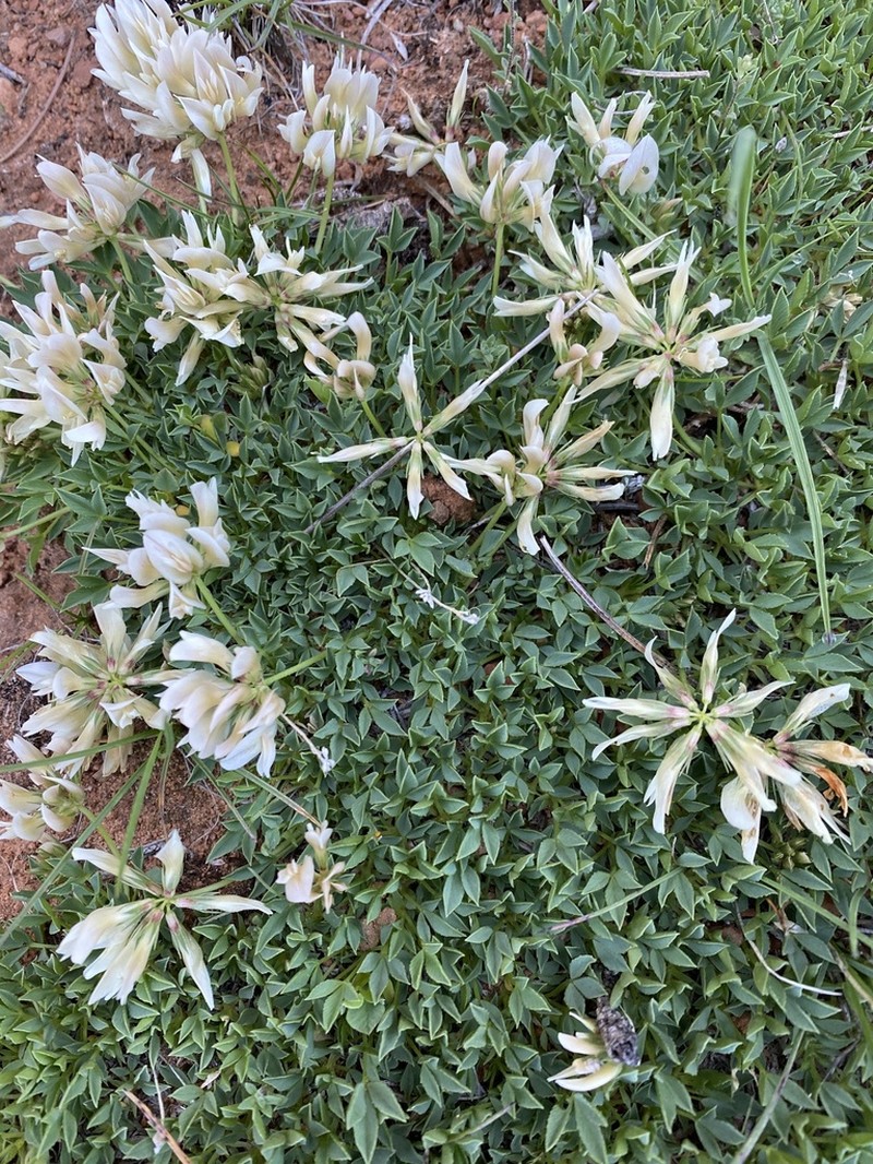Barneby's Clover photo 3