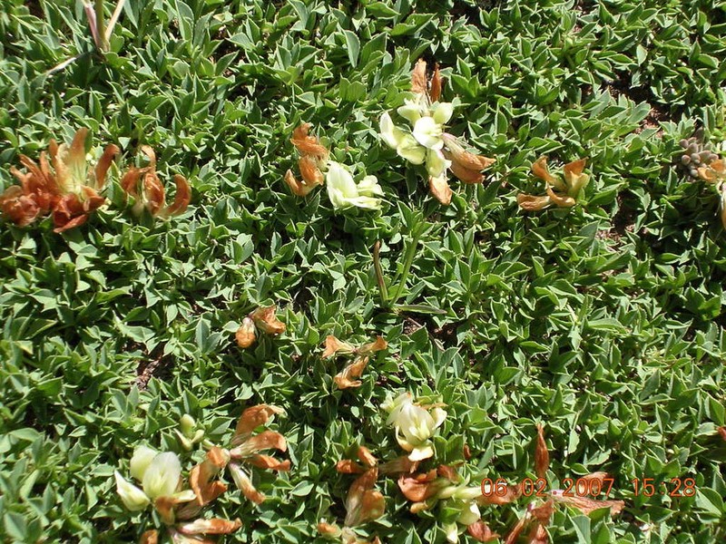 Barneby's Clover photo 4