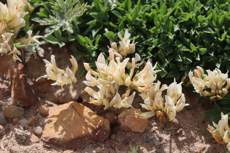 Barneby's Clover photo 6