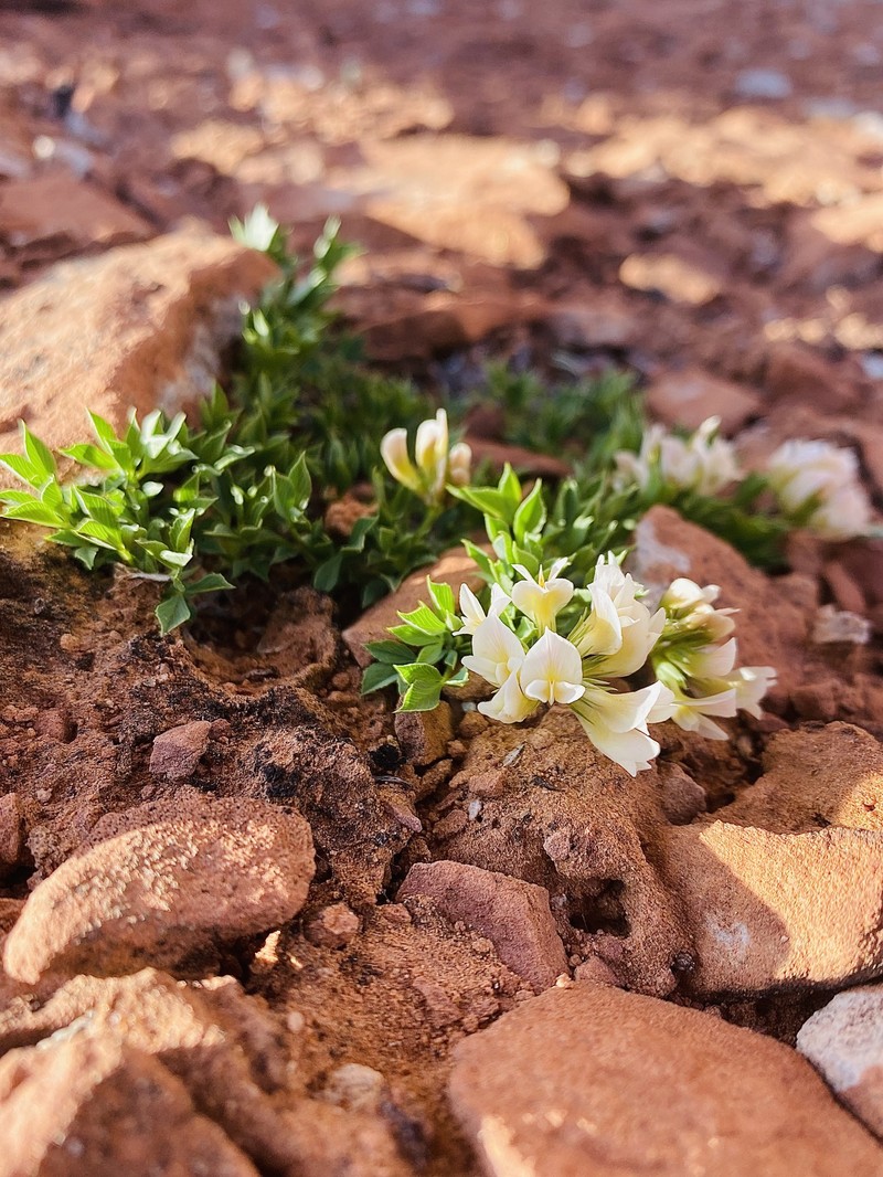 Barneby's Clover photo 7