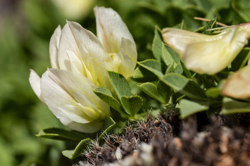 Barneby's Clover photo 4