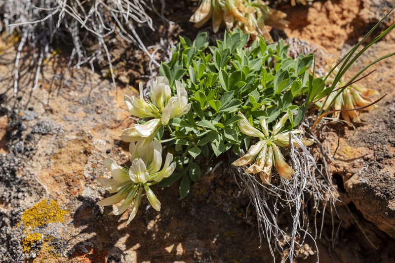 Barneby's Clover photo 6