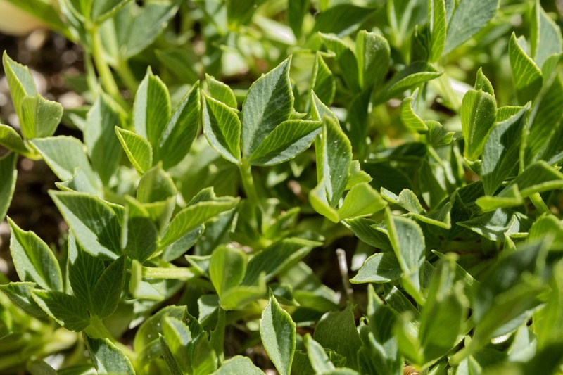 Barneby's Clover photo 7