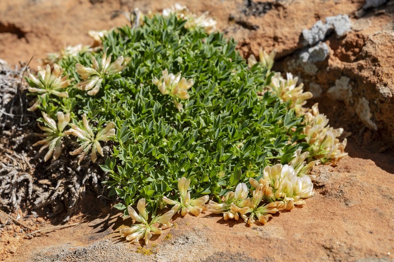 Barneby's Clover photo 2