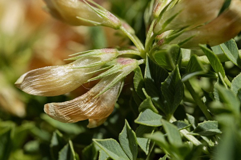 Barneby's Clover photo 3