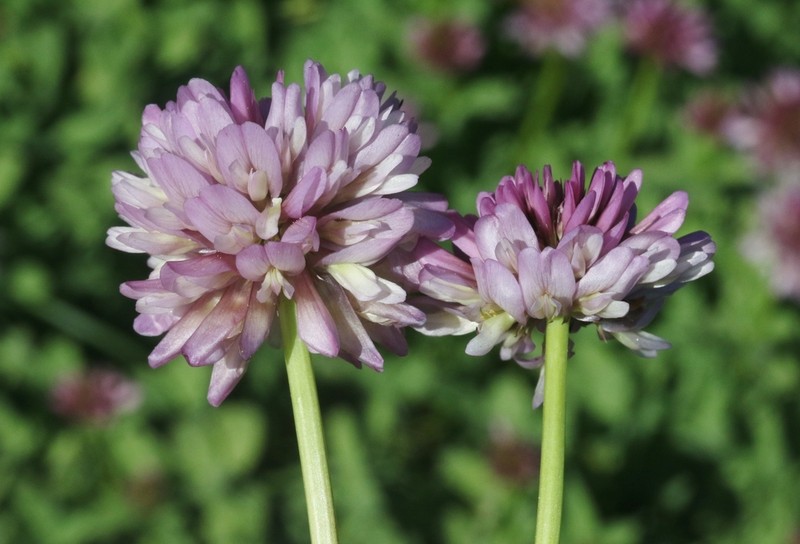 Beckwith's Clover