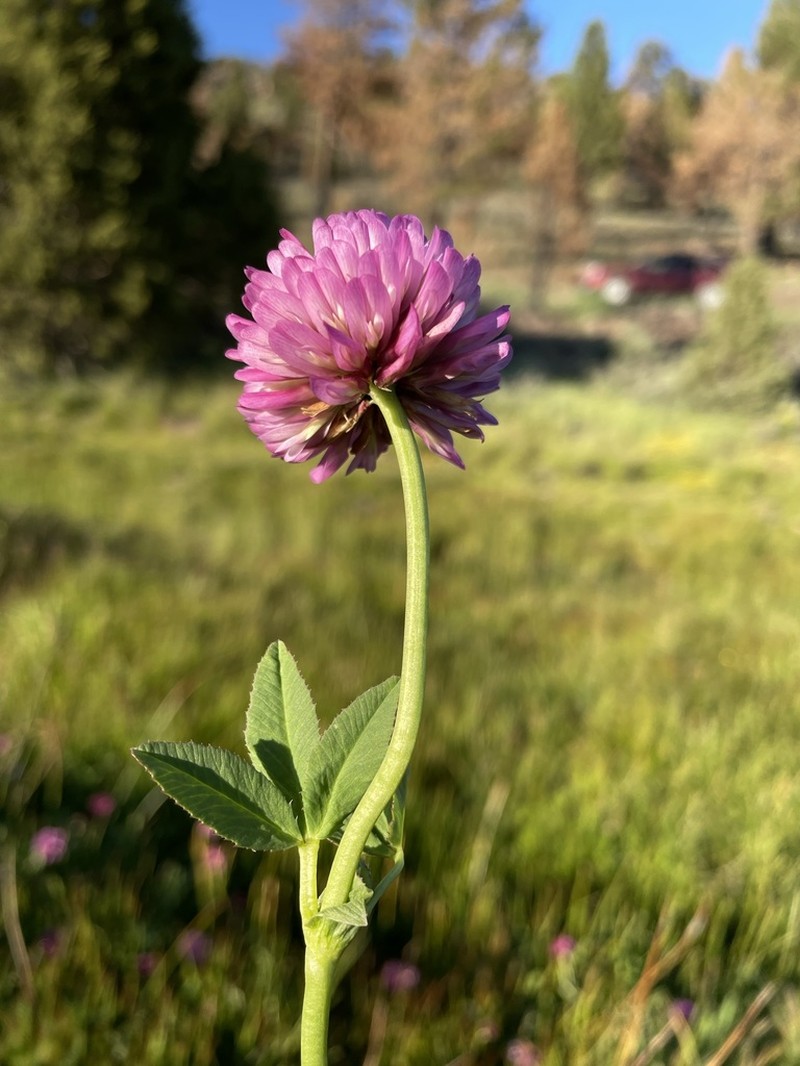 Beckwith's Clover photo 2