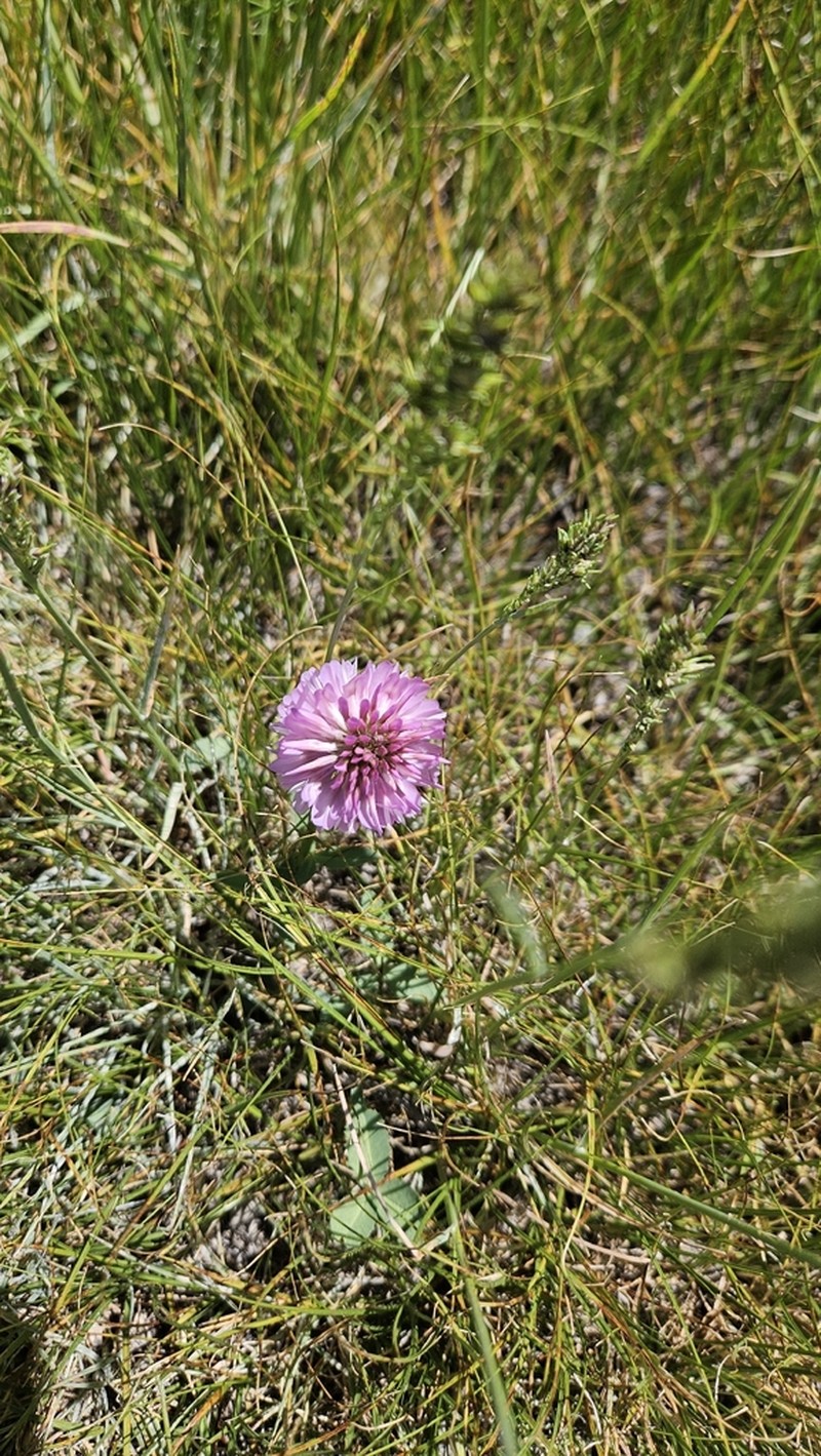 Beckwith's Clover photo 3