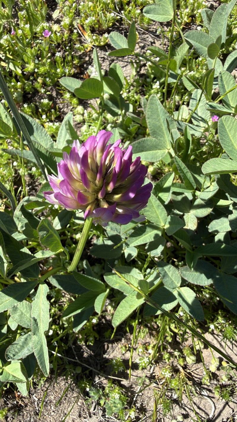 Beckwith's Clover photo 4