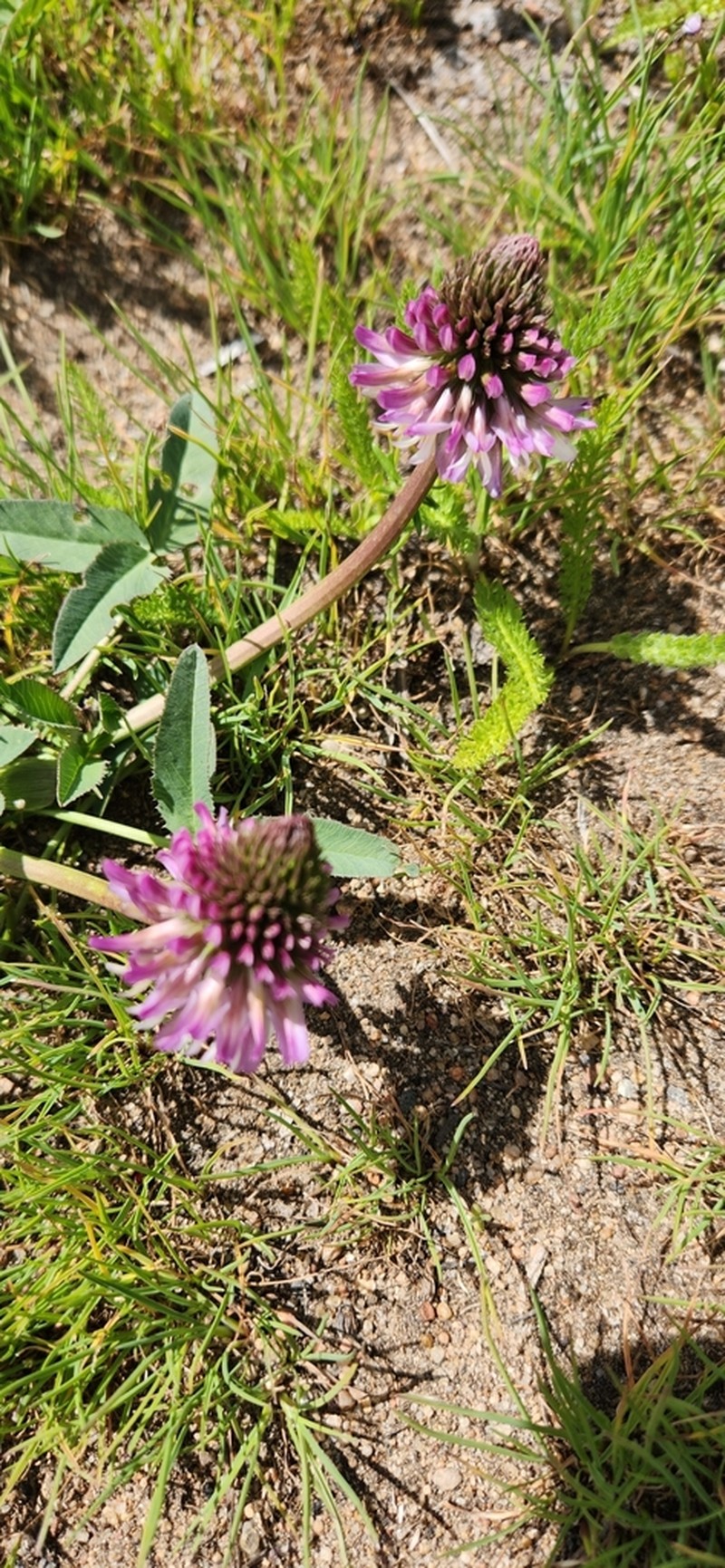 Beckwith's Clover photo 5