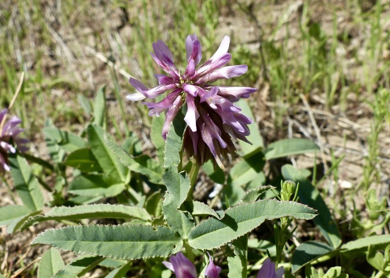 Beckwith's Clover photo 6