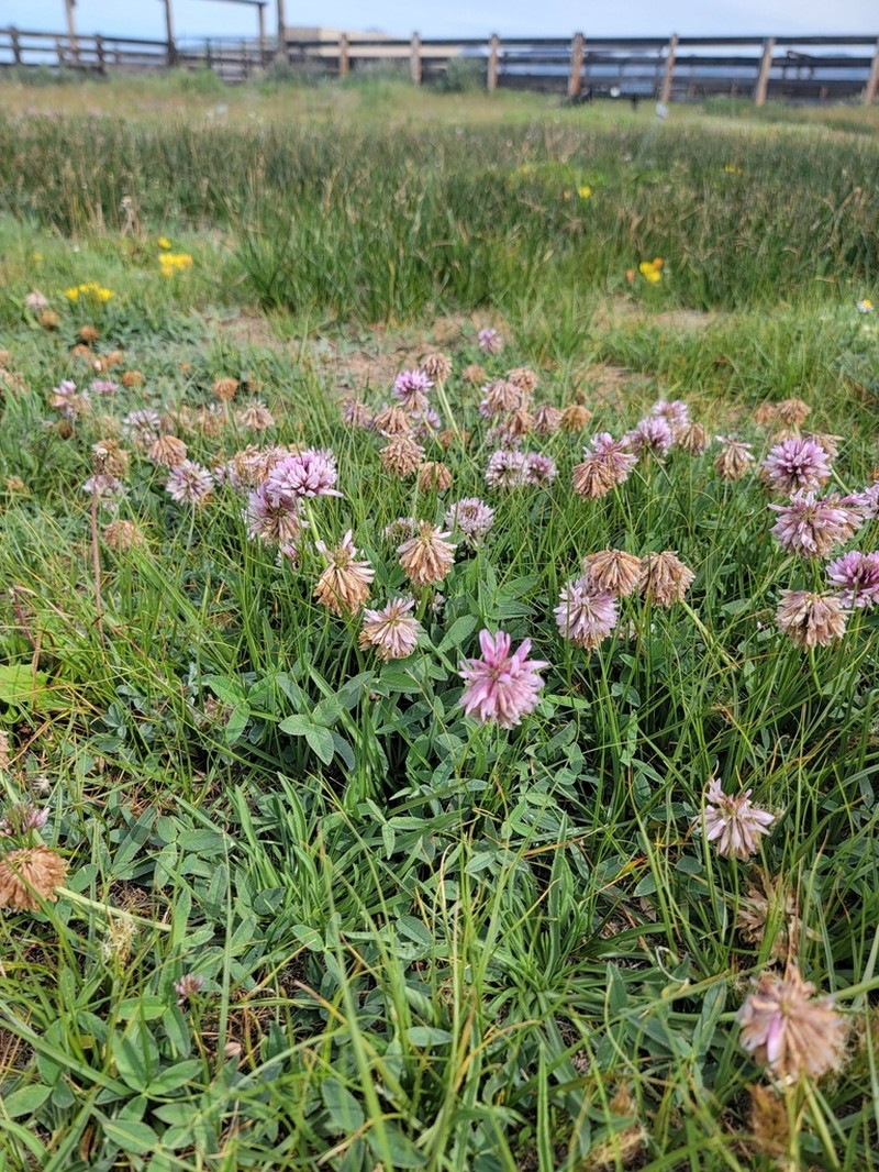 Beckwith's Clover photo 7