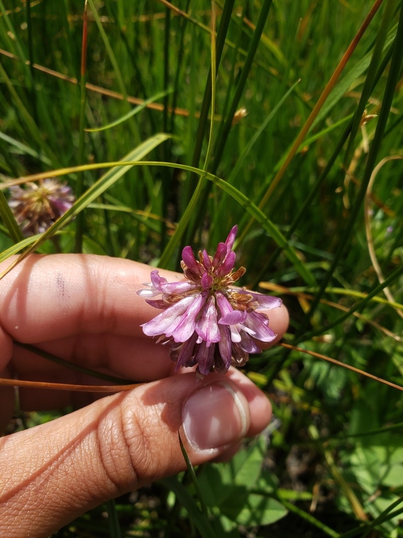 Beckwith's Clover photo 8