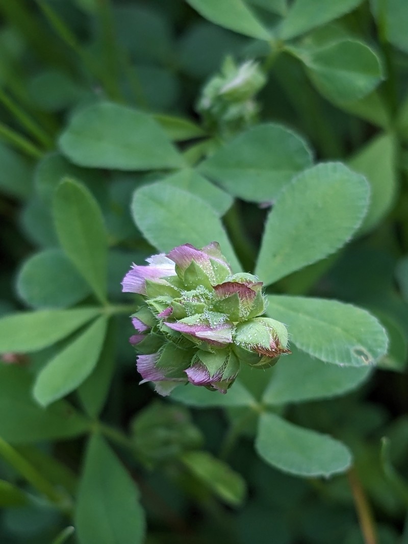 Bejar Clover
