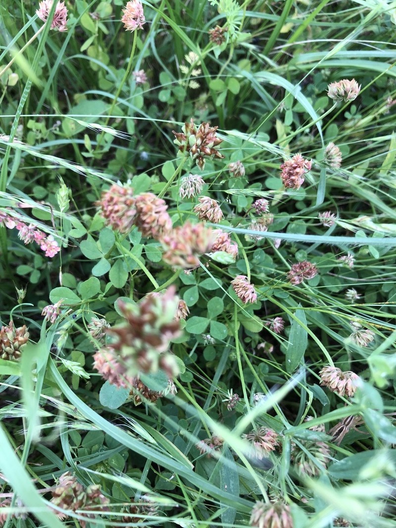 Bejar Clover photo 2