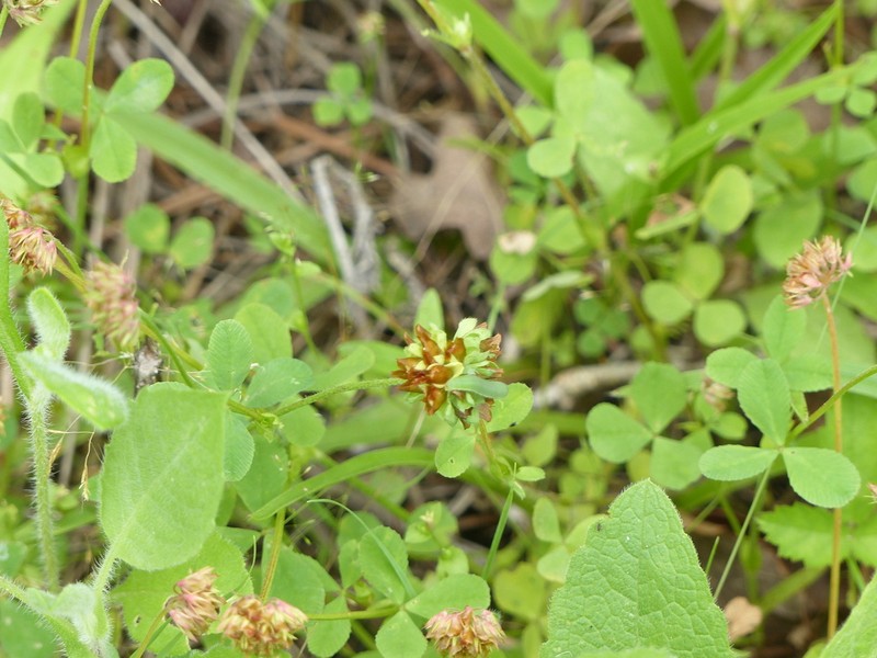 Bejar Clover photo 3