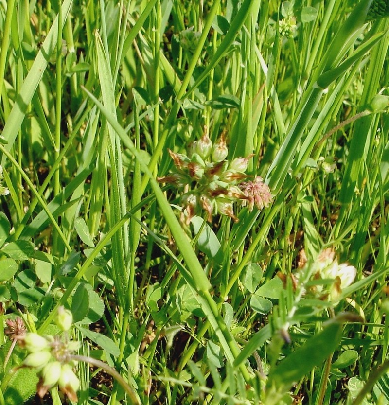 Bejar Clover photo 4