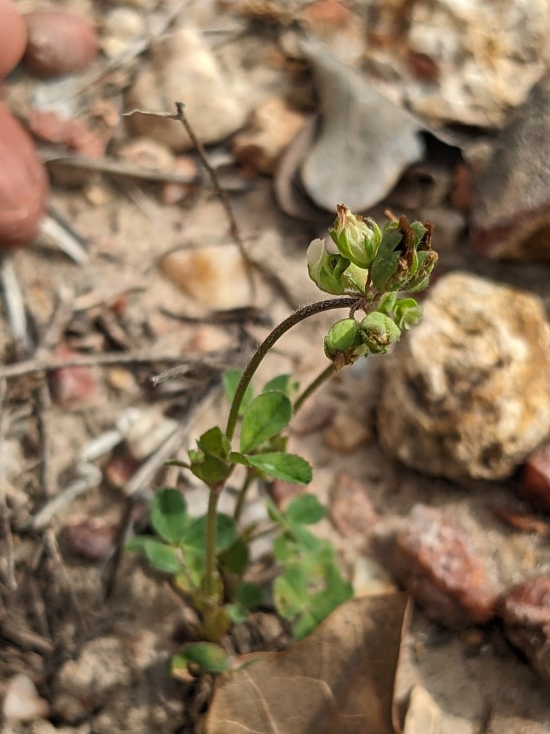 Bejar Clover photo 5