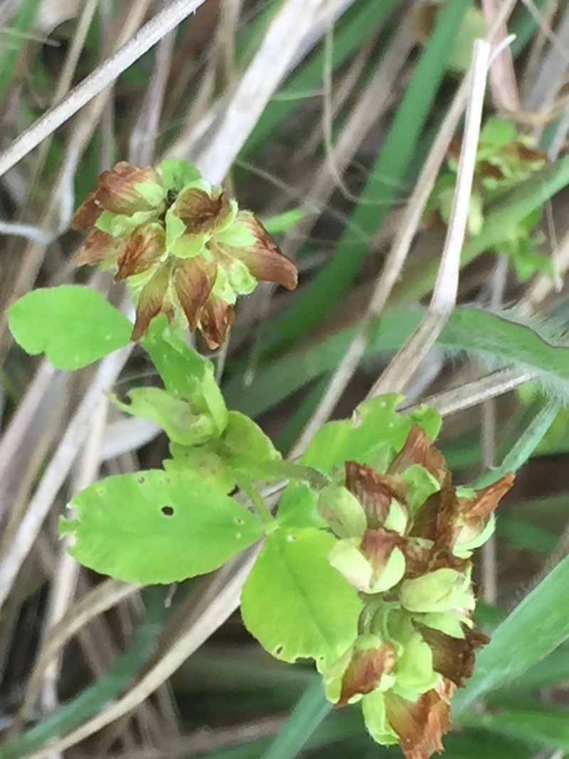 Bejar Clover photo 6