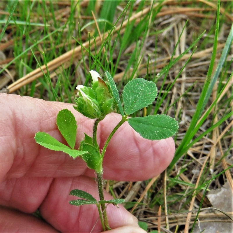 Bejar Clover photo 7