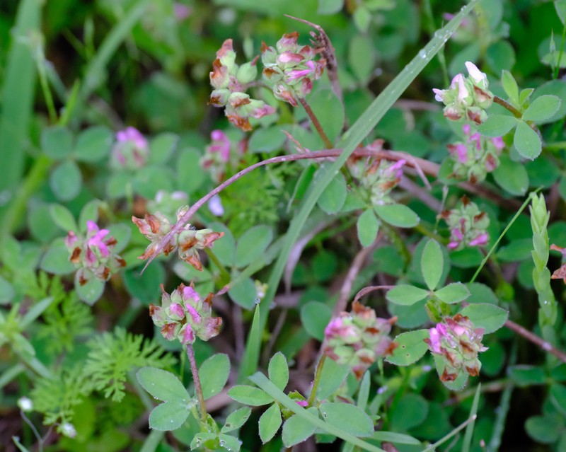 Bejar Clover photo 8