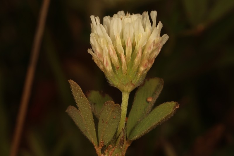 Beirut Clover