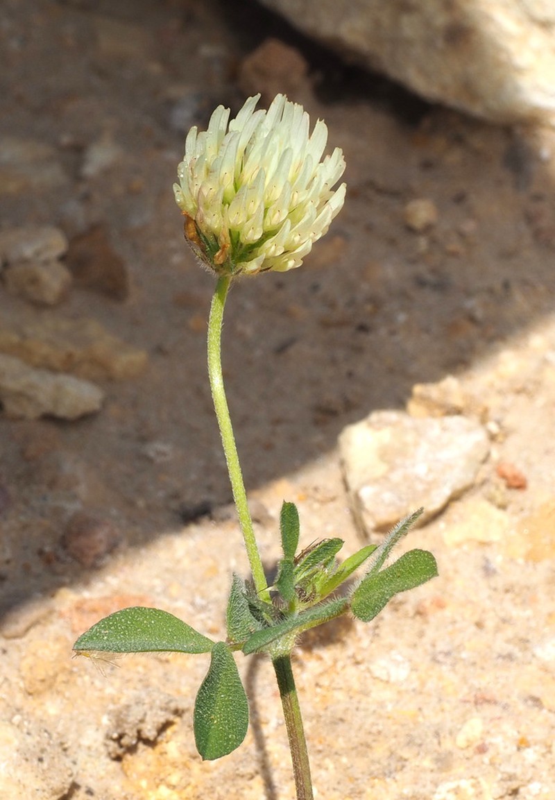 Beirut Clover photo 5