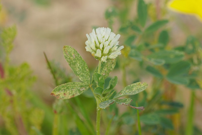 Beirut Clover photo 6