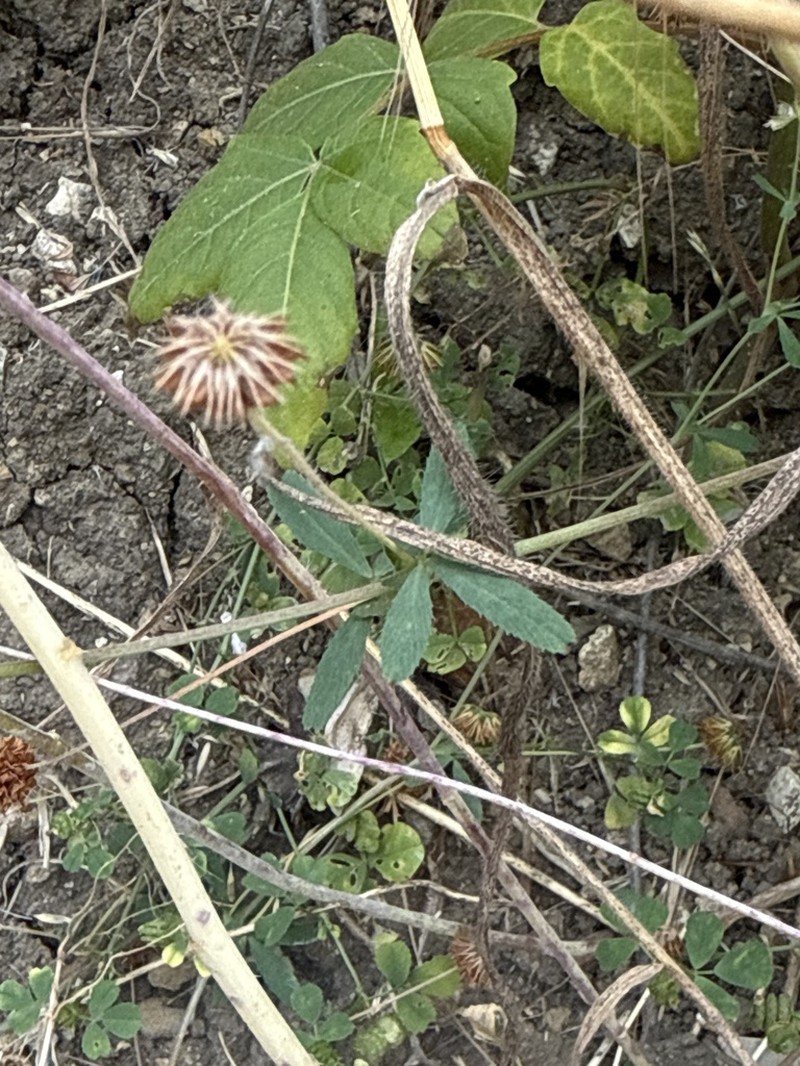 Notchleaf Clover photo 3