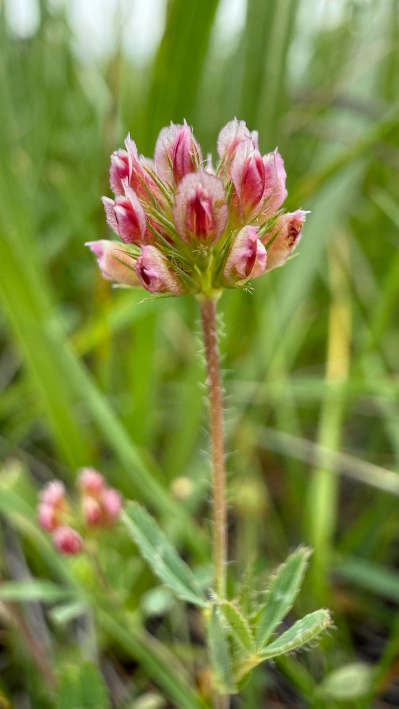 Notchleaf Clover photo 4