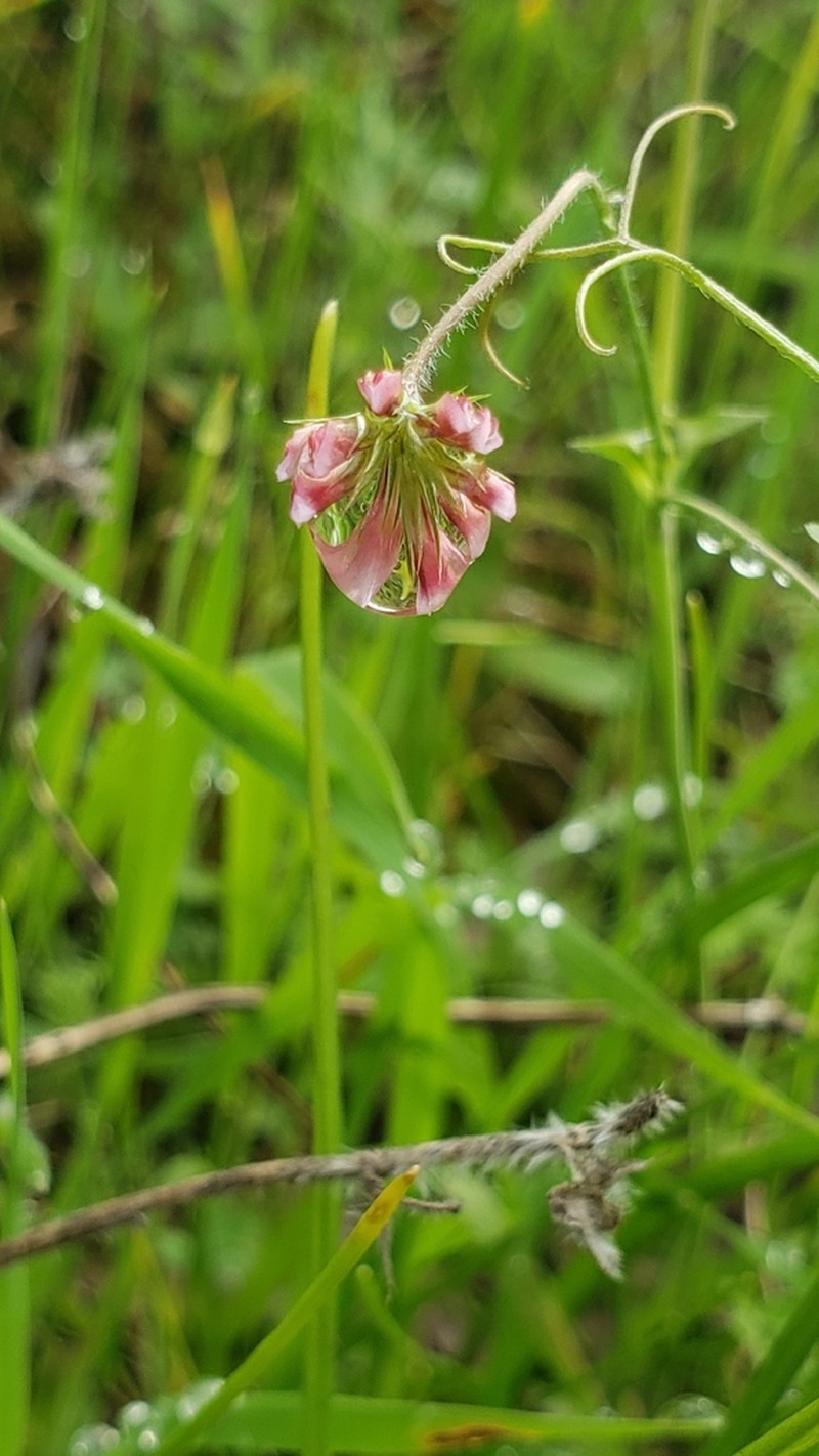 Notchleaf Clover photo 5