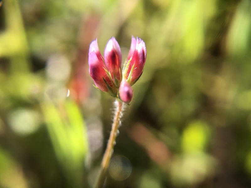 Notchleaf Clover photo 6