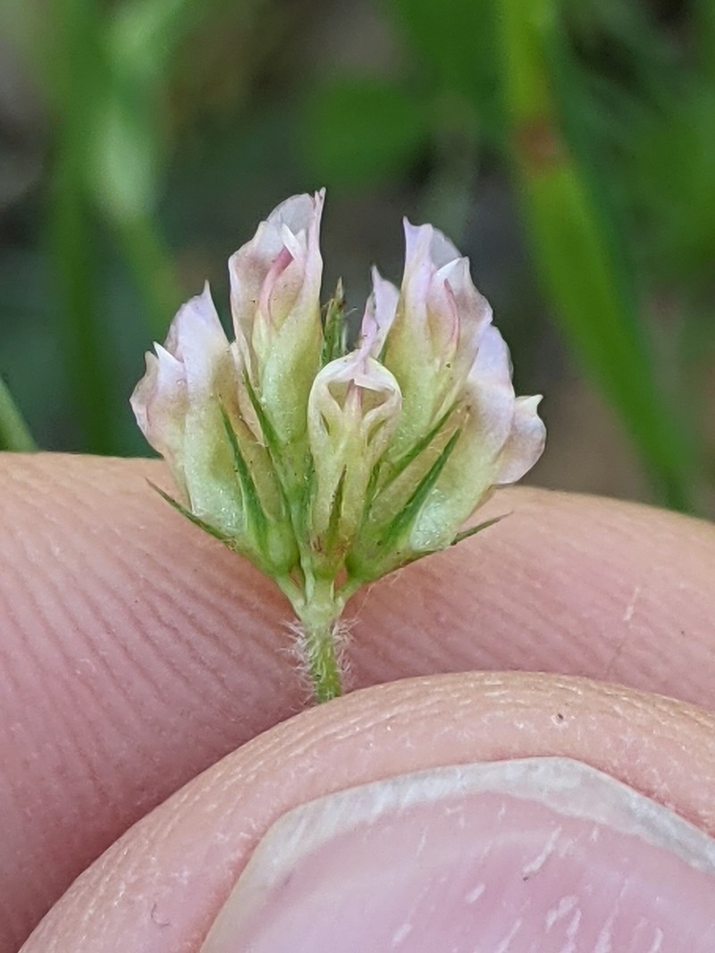 Notchleaf Clover photo 7