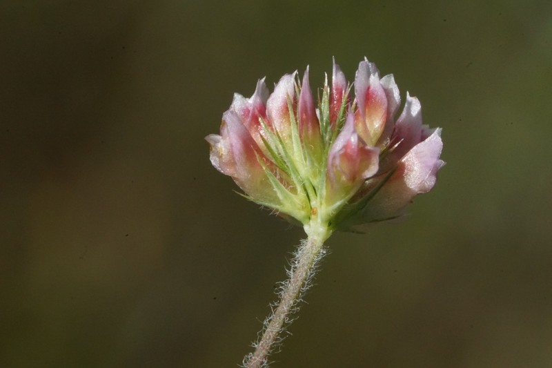 Notchleaf Clover photo 8
