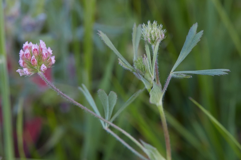 Notchleaf Clover photo 4